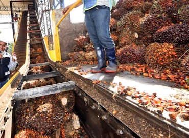 Recolección de Residuos de Palmeras y el Sector Agroindustrial