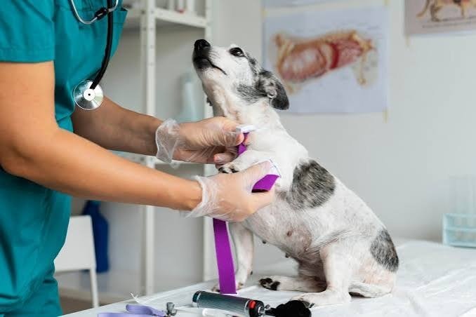 Recolección De Residuos Veterinarios